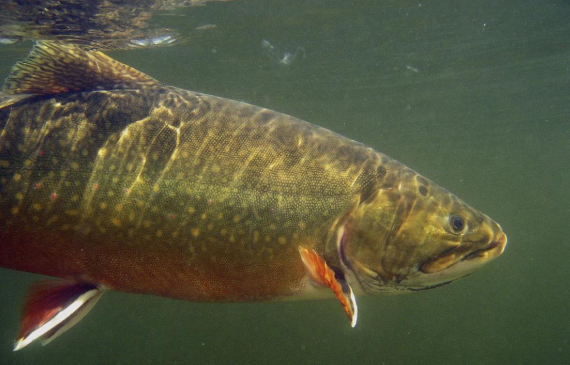 underwaterhistoricadiposeclip