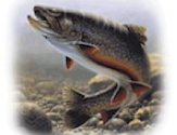 risingtrout