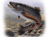 risingtrout